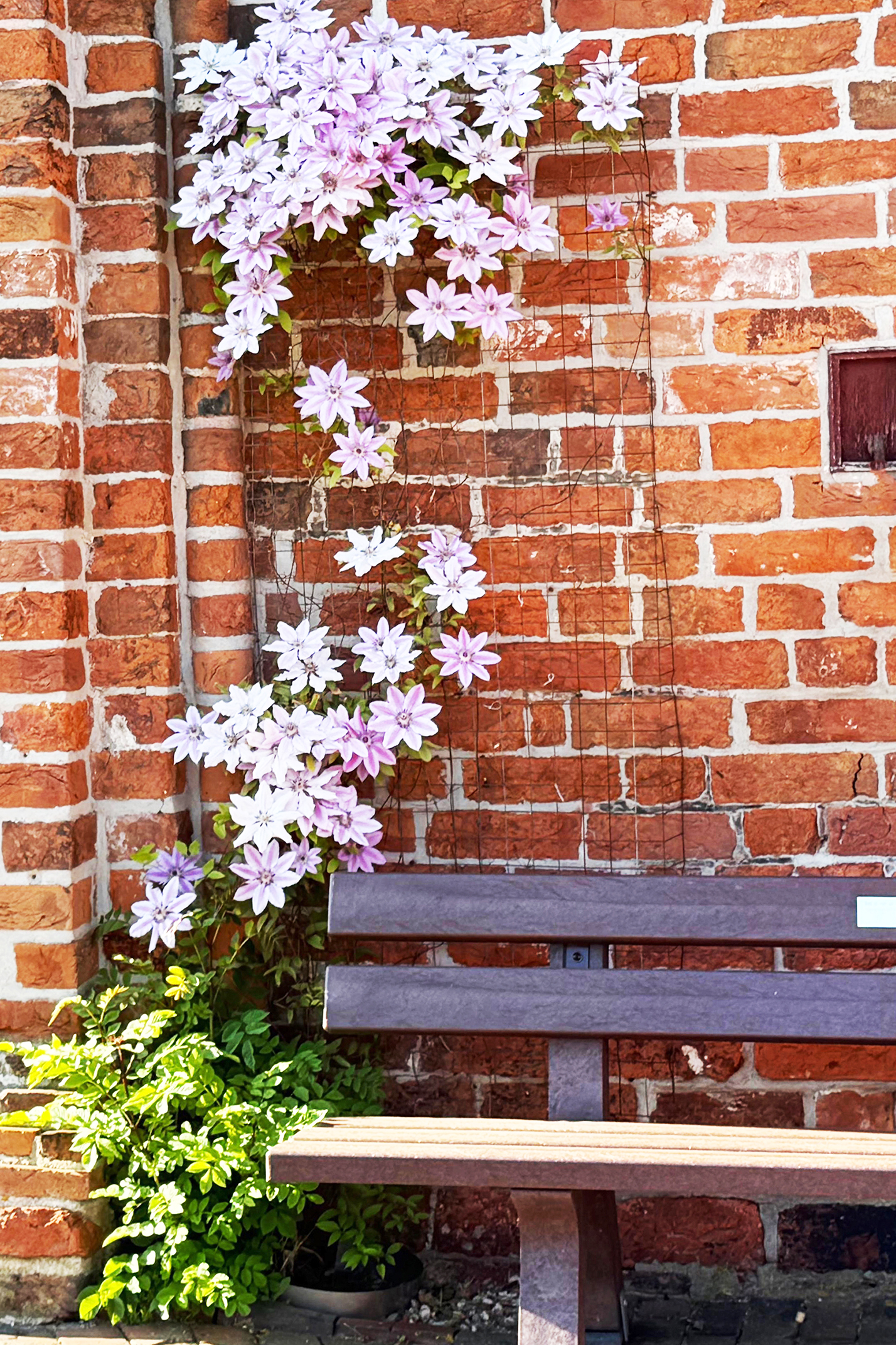 Clematis - Ev.-ref. Kirche Bunde